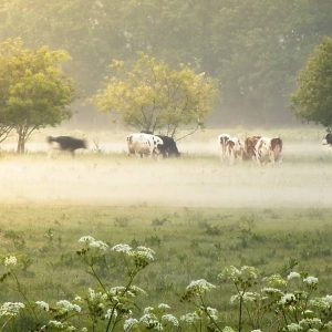 Koeien grazen in een zonovergoten, nevelige weide onder bladerrijke bomen, met witte wilde bloemen op de voorgrond die zorgen voor een vredig landelijk tafereel.