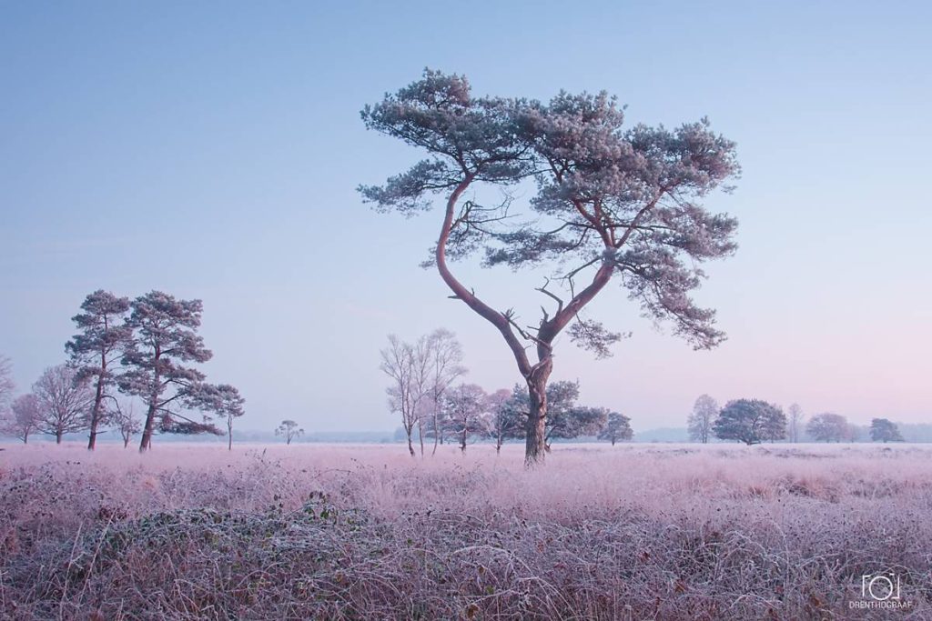 Een door de wind geteisterde dennenboom staat in een met rijp bedekte, roze weide; bomen in de verte onder een lichtblauwe hemel zorgen voor een sereen wintertafereel.