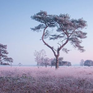 Een door de wind geteisterde dennenboom staat in een met rijp bedekte, roze weide; bomen in de verte onder een lichtblauwe hemel zorgen voor een sereen wintertafereel.