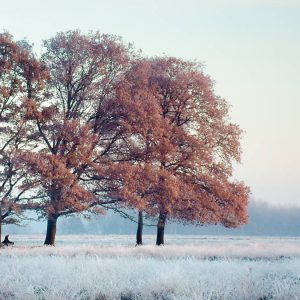 Herfstbomen met roestkleurige bladeren staan ​​in een met rijp bedekte weide, verzacht door ochtendnevel en een lichtblauwe lucht; een sereen landelijk landschap.