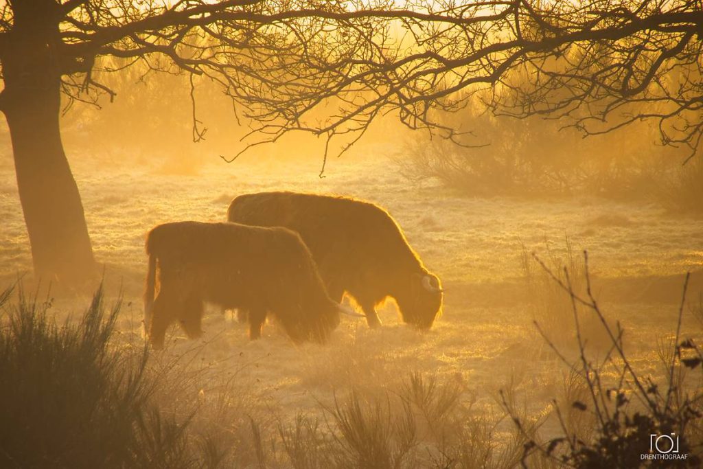 Twee Schotse hooglanders grazen bij zonsopgang in een met rijp bedekte wei, omlijst door het silhouet van een boom in het warme, gouden en nevelige ochtendlicht.