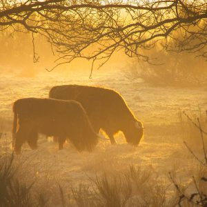 Twee Schotse hooglanders grazen bij zonsopgang in een met rijp bedekte wei, omlijst door het silhouet van een boom in het warme, gouden en nevelige ochtendlicht.