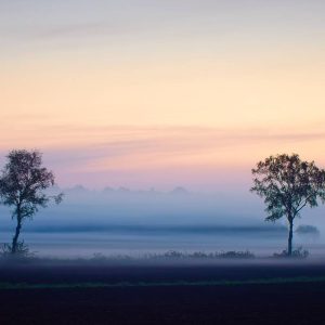 Twee eenzame bomen staan bij zonsopgang in een nevelig veld, waarbij zachte roze en blauwe tinten de lucht boven een donker, mistig landschap kleuren – een beeld van Drenthograaf.