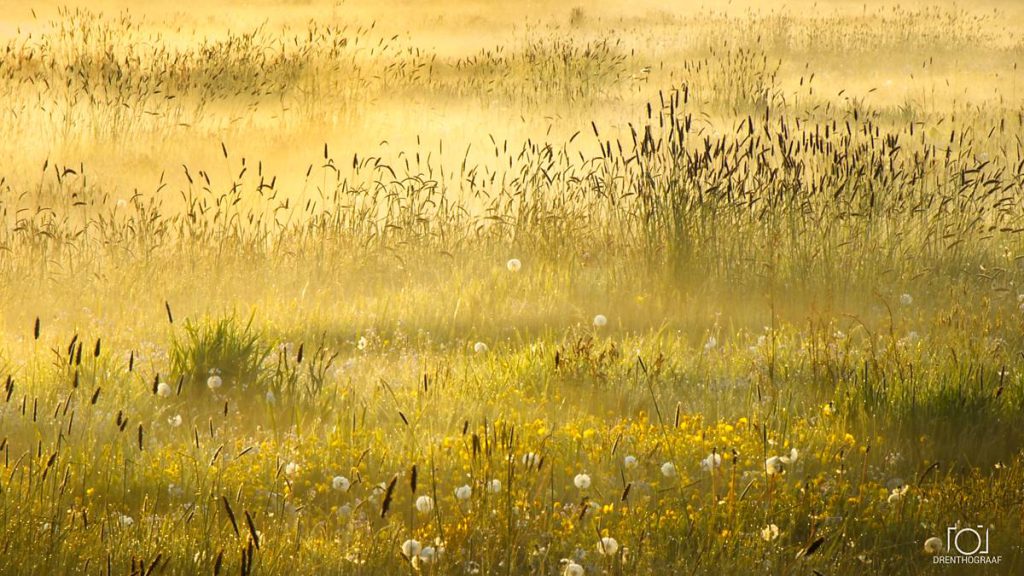 Een door de zon beschenen weide vol gouden grassen, gele wilde bloemen, witte paardenbloempluizen en donkere lisdodden, wat zorgt voor een vredig zomers tafereel.