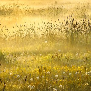 Een door de zon beschenen weide vol gouden grassen, gele wilde bloemen, witte paardenbloempluizen en donkere lisdodden, wat zorgt voor een vredig zomers tafereel.