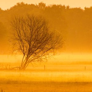Een eenzame, bladerloze boom staat in een gouden veld, gehuld in ochtendnevel, met een schaduwrijk bos op de achtergrond; dit creëert een warme, serene sfeer.