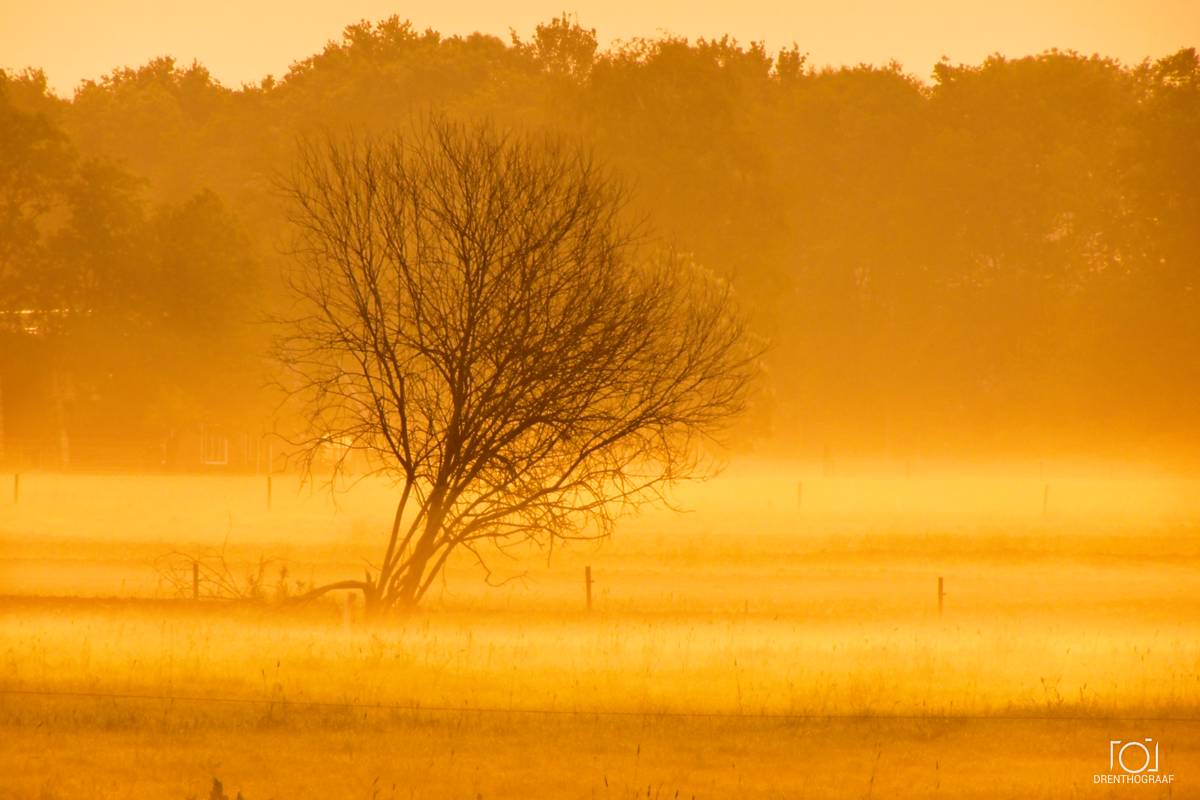 Een eenzame, bladerloze boom staat in een gouden veld, gehuld in ochtendnevel, met een schaduwrijk bos op de achtergrond; dit creëert een warme, serene sfeer.