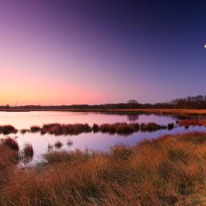 Een rustig moeras weerspiegelt in de schemering een roze-paarse lucht en een maansikkel, waarbij goudkleurige grassen, riet en bomen in de verte zorgen voor een serene sfeer.