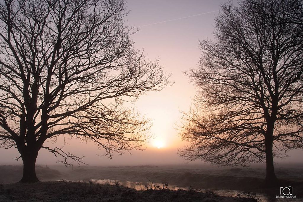Bomen zonder bladeren omlijsten een mistige zonsopgang boven een rustig plattelandslandschap; hun donkere takken tekenen zich af tegen een zachtroze en gouden lucht.