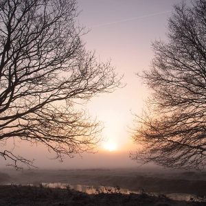 Bomen zonder bladeren omlijsten een mistige zonsopgang boven een rustig plattelandslandschap; hun donkere takken tekenen zich af tegen een zachtroze en gouden lucht.