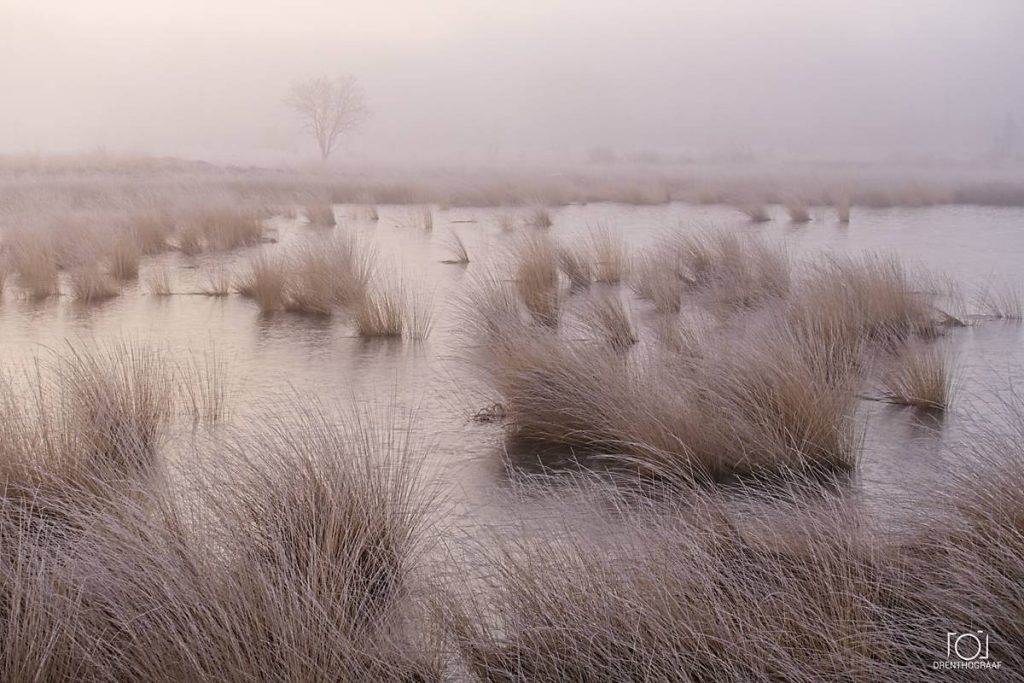 Een nevelig moerasgebied bij dageraad, met bleke waterlopen die door geelbruin riet slingeren; een eenzame, kale boom vervaagt in de stille mist.