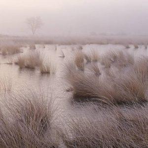 Een nevelig moerasgebied bij dageraad, met bleke waterlopen die door geelbruin riet slingeren; een eenzame, kale boom vervaagt in de stille mist.