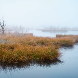 Mistig moeraslandschap met goudkleurig gras, een kale boom en kalm, spiegelend water onder een bleke hemel, wat zorgt voor een rustige, serene sfeer.