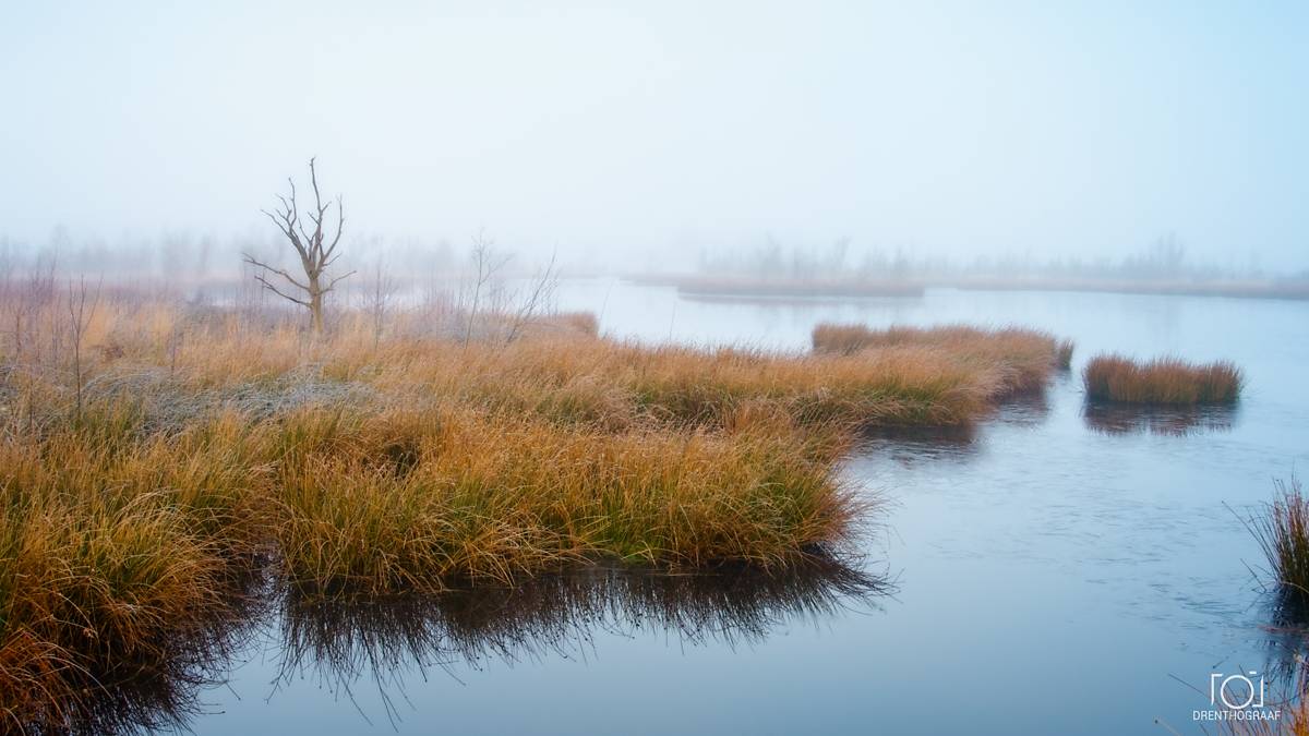 Mistig moeraslandschap met goudkleurig gras, een kale boom en kalm, spiegelend water onder een bleke hemel, wat zorgt voor een rustige, serene sfeer.