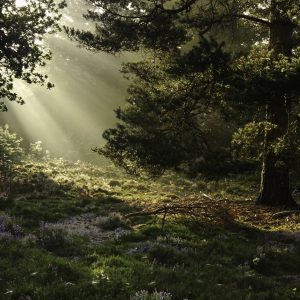 Zonnestralen stromen door een zonovergoten bos en verlichten wilde bloemen, mos en een gevallen tak onder torenhoge bomen in een sereen boslandschap.