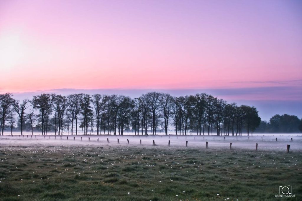 Een sereen landschap bij zonsopgang met een rij bomen achter een hek in een mistig veld, verlicht door een zachtroze en paarse kleurverloop in de ochtendlucht.