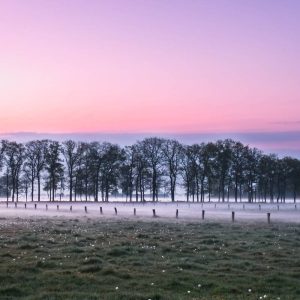 Een sereen landschap bij zonsopgang met een rij bomen achter een hek in een mistig veld, verlicht door een zachtroze en paarse kleurverloop in de ochtendlucht.