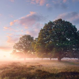 Zonsopgang boven een mistig veld met een paar grote, eikebomen onder een half bewolkte hemel.