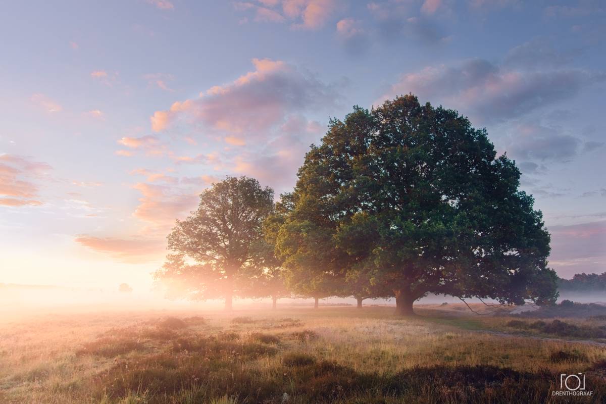 Zonsopgang boven een mistig veld met een paar grote, eikebomen onder een half bewolkte hemel.