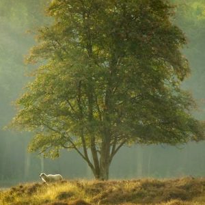 Een eenzaam schaap rust onder een brede boom terwijl gouden zonnestralen door een mistig bos filteren en een vredig, sereen boslandschap creëren.