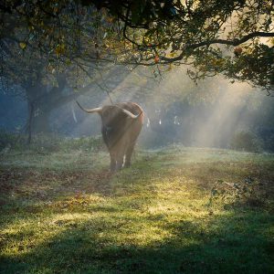 Een Schotse hooglander staat op een mistige, door de zon beschenen open plek in het bos, waarbij gouden lichtstralen door het bladerdak op de met gras en bladeren bedekte bodem vallen.