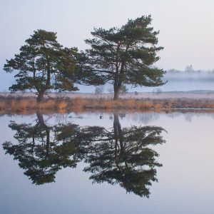 Twee grove dennen staan ​​op een mistige oever van een heideveld en worden perfect weerspiegeld in het kalme, spiegelgladde oppervlak van een vijver, onder een zachte, bleke ochtendhemel.