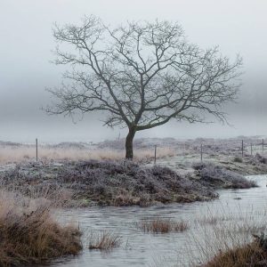 Een eenzame, bladloze boom staat in een mistig, met rijp bedekt landschap, met een beekje dat op de voorgrond stroomt onder een grijze, betrokken hemel.