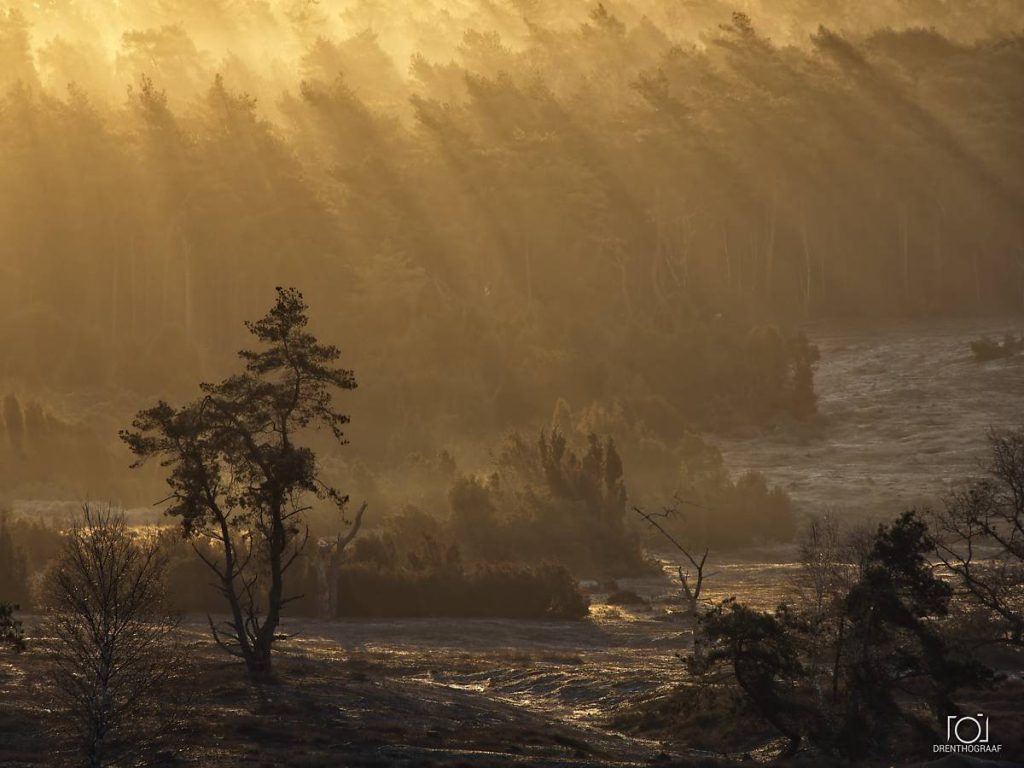 Zonlicht filtert door een nevelig bos en werpt gouden stralen over de bomen en een veld. Met op de voorgrond een kronkelende boom als silhouet.