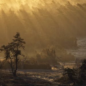 Zonlicht filtert door een nevelig bos en werpt gouden stralen over de bomen en een veld. Met op de voorgrond een kronkelende boom als silhouet.