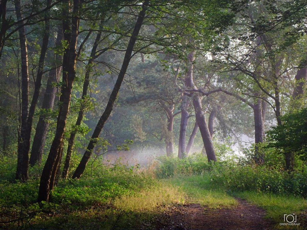 Een vredig bospad slingert zich tussen hoge, slanke bomen door, terwijl zachte ochtendnevel door het weelderige groene bladerdak en het door de zon beschenen loof sijpelt.