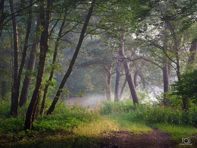 Een vredig bospad slingert zich tussen hoge, slanke bomen door, terwijl zachte ochtendnevel door het weelderige groene bladerdak en het door de zon beschenen loof sijpelt.