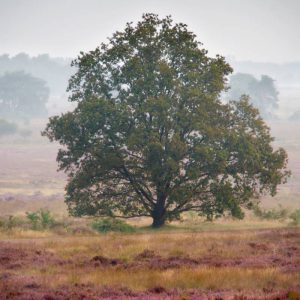 Een eenzame eik staat in een paars heideveld gehuld in nevel, met in de verte vage bomen en velden, wat zorgt voor een stille, serene sfeer.