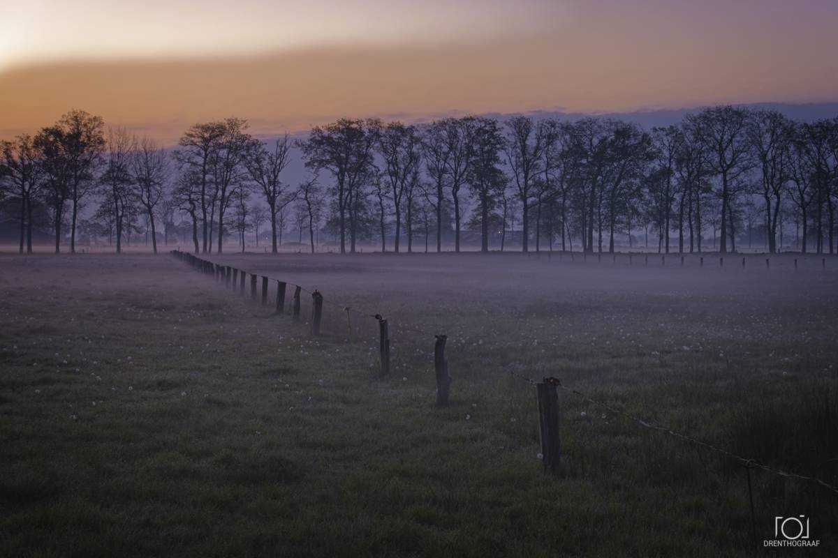 Veld met dauw in de morgen