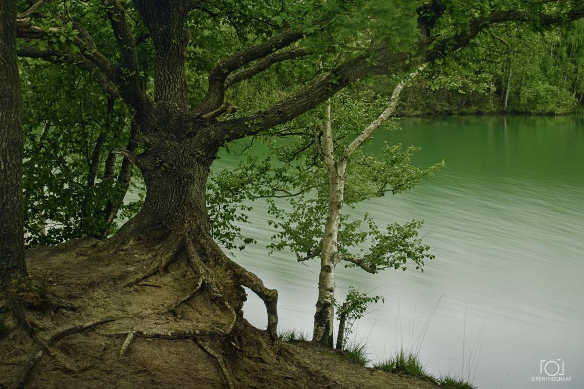 Boom langs het water