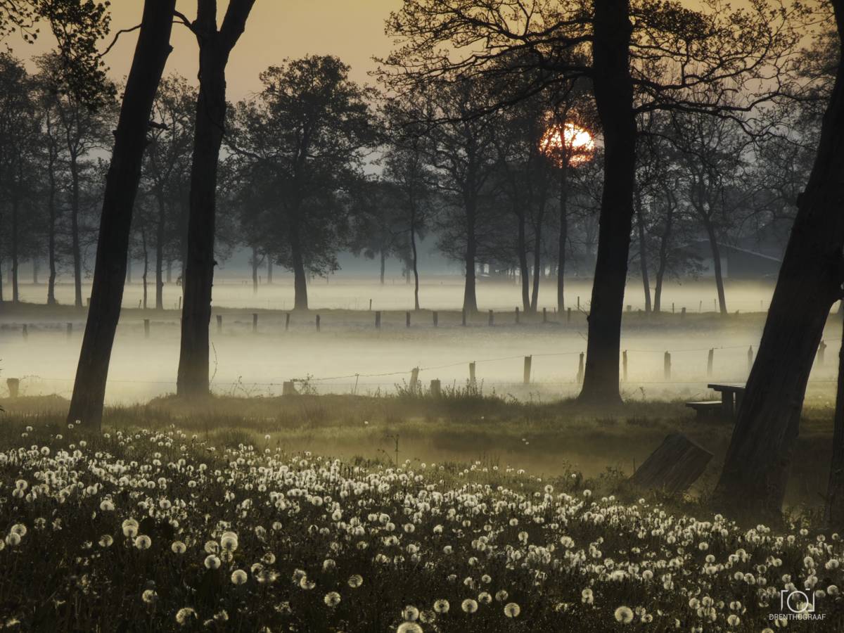 Bloemen begroeten de zon