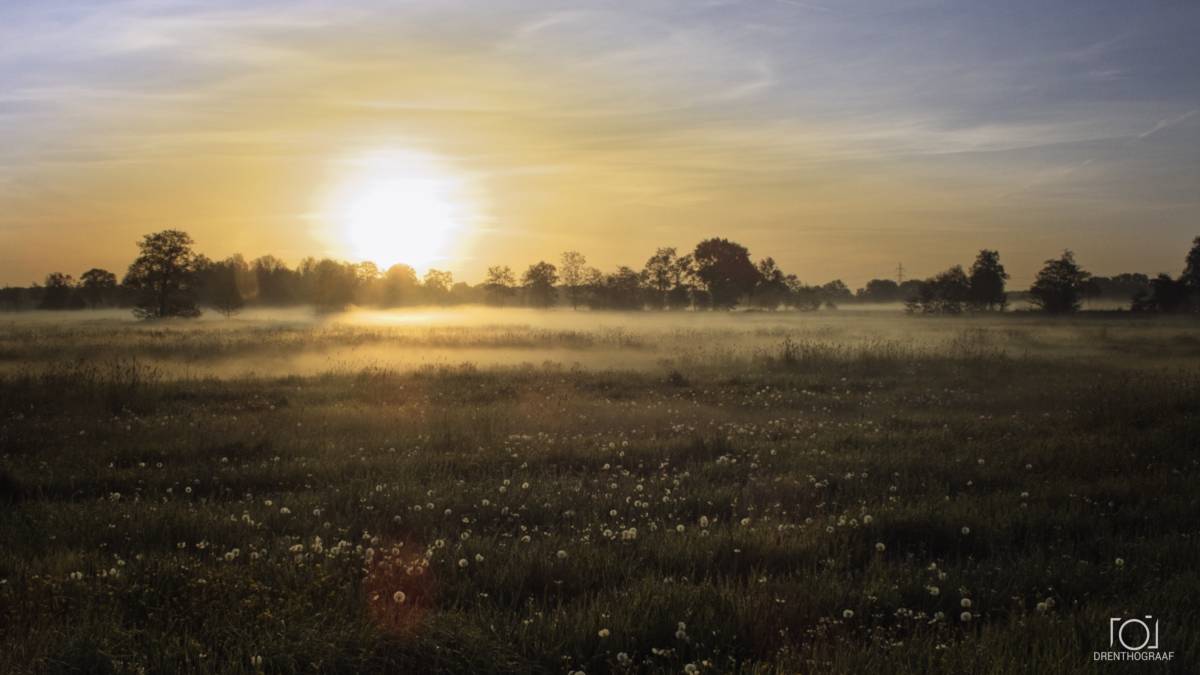 Bloemenveld bij zonsopkomst