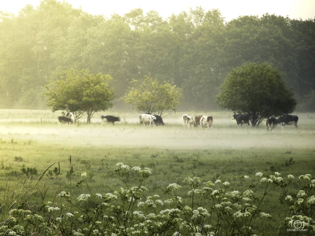 Koeien in het ochtendlicht op het veld