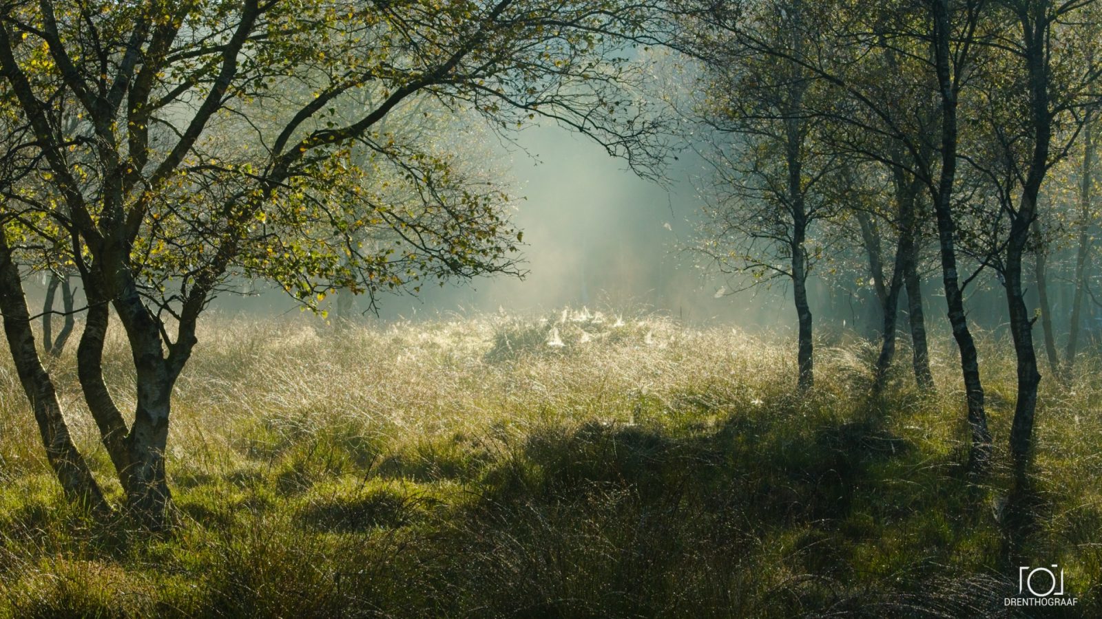 Zonlicht filtert door de bomen op een mistige, met dauw bedekte weide en creëert zo een sereen en sfeervol boslandschap, vastgelegd door Drenthograaf.