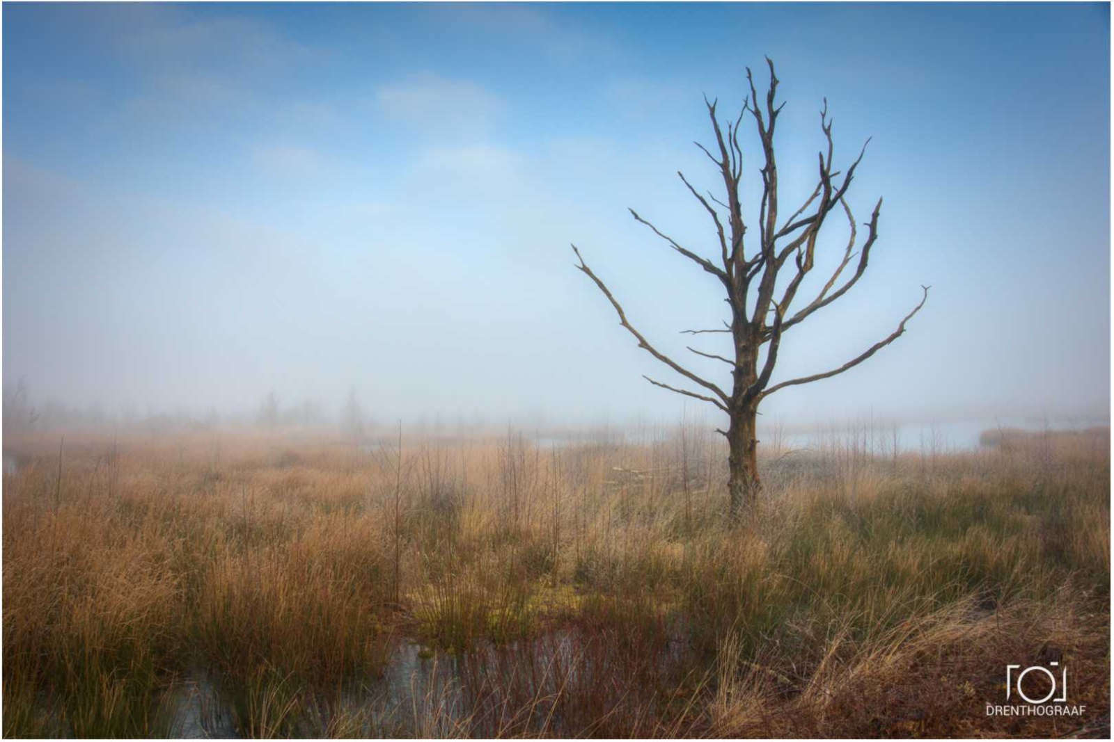 Dode boom in grassen