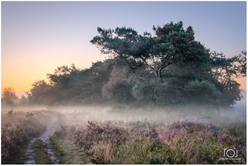 Mist op de heide