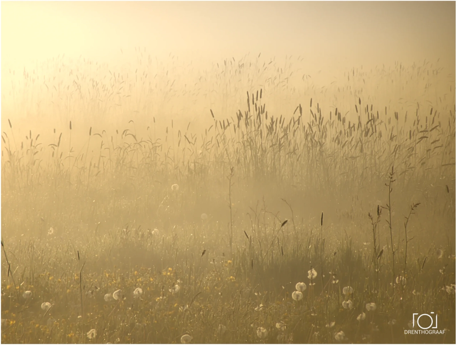 veldbloemen in mist