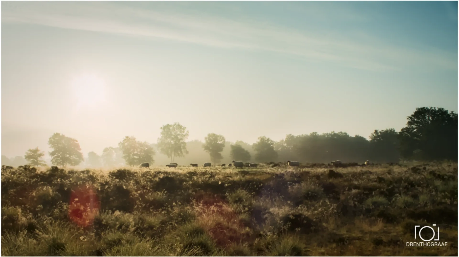 Schaapskudde op de heide