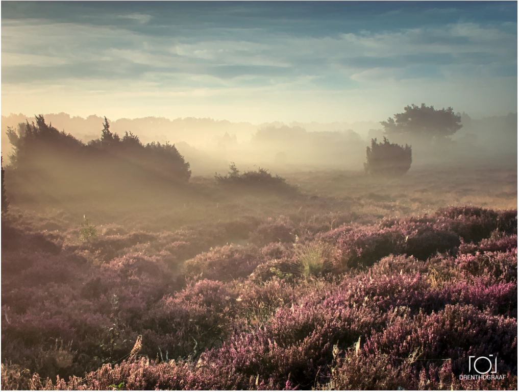 Mist over de heide