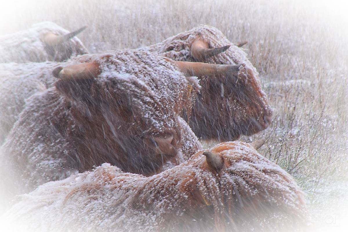 Schotse hooglanders met een laagje sneeuw op hun vacht en hoorns liggen in een grasveld terwijl het sneeuwt