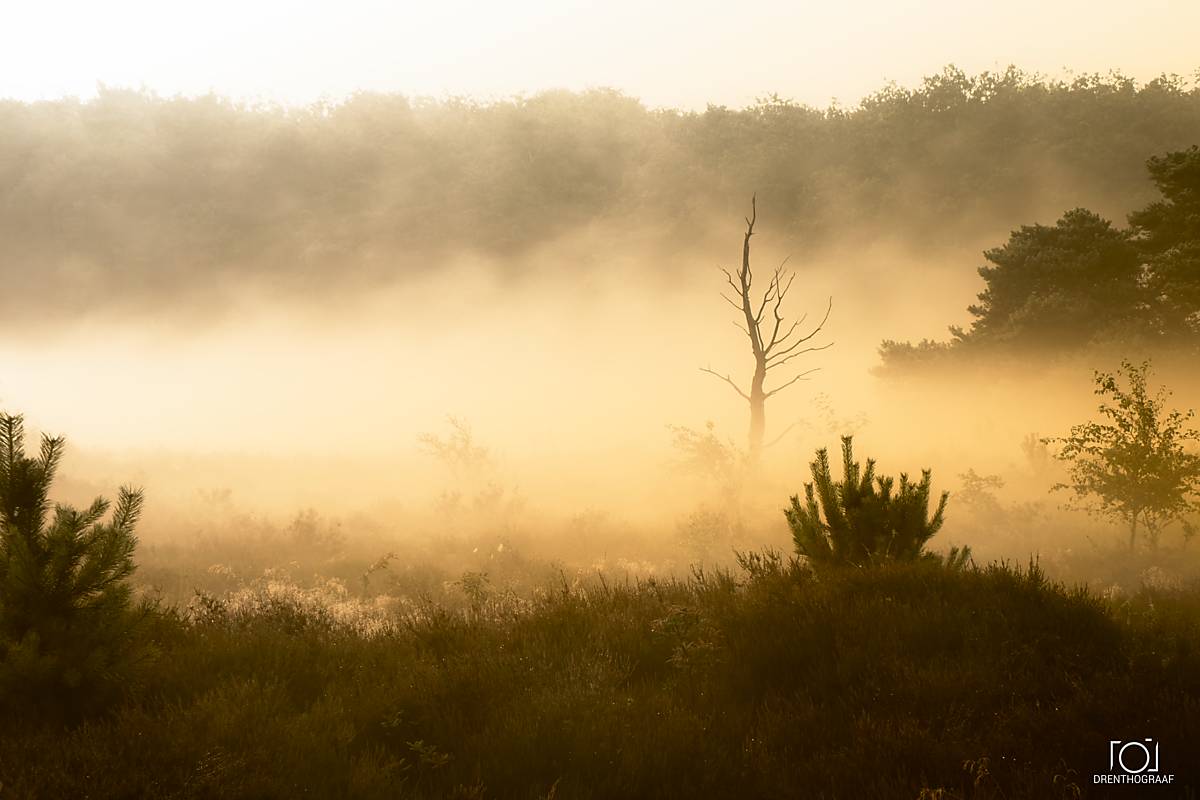 Gouden ochtendnevel hult een wilde weelderige heide in een deken en tekent het silhouet van een kale boom en jonge dennen af ​​tegen een schaduwrijk bos; een sereen, sfeervol tafereel.