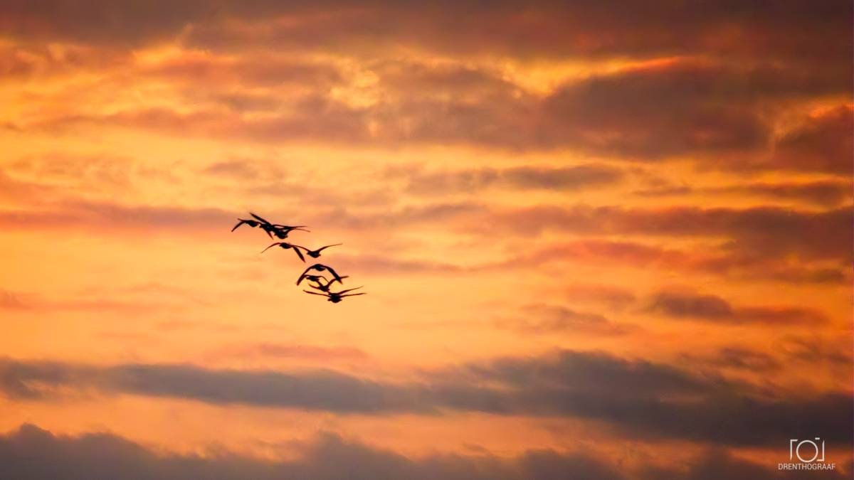 Een zwerm vogels vliegt voor een spectaculaire oranje zonsondergang langs, in silhouet tegen gelaagde wolken, wat zorgt voor een warme, vredige en filmische sfeer.