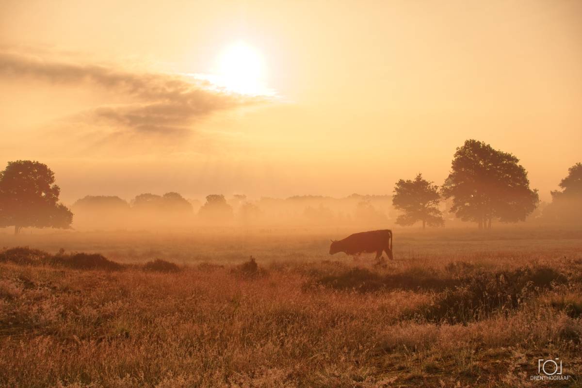 Een eenzame koe graast bij zonsopgang in een mistige weide, omringd door bomen in silhouet en gouden velden, wat zorgt voor een vredig landelijk tafereel.