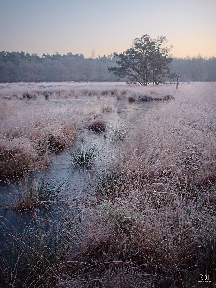 Met rijp bedekt moerasgras omlijst een kronkelende beek onder een eenzame den, met daarachter een nevelig bos in een verstild, winters ochtendlandschap.