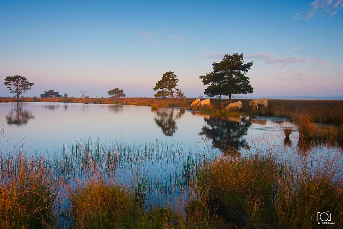 Een sereen nat heidegebied bij zonsopkomst, met goudkleurig gras, verspreide bomen en heldere weerspiegelingen in stilstaand water onder een zachtblauwe en roze lucht.