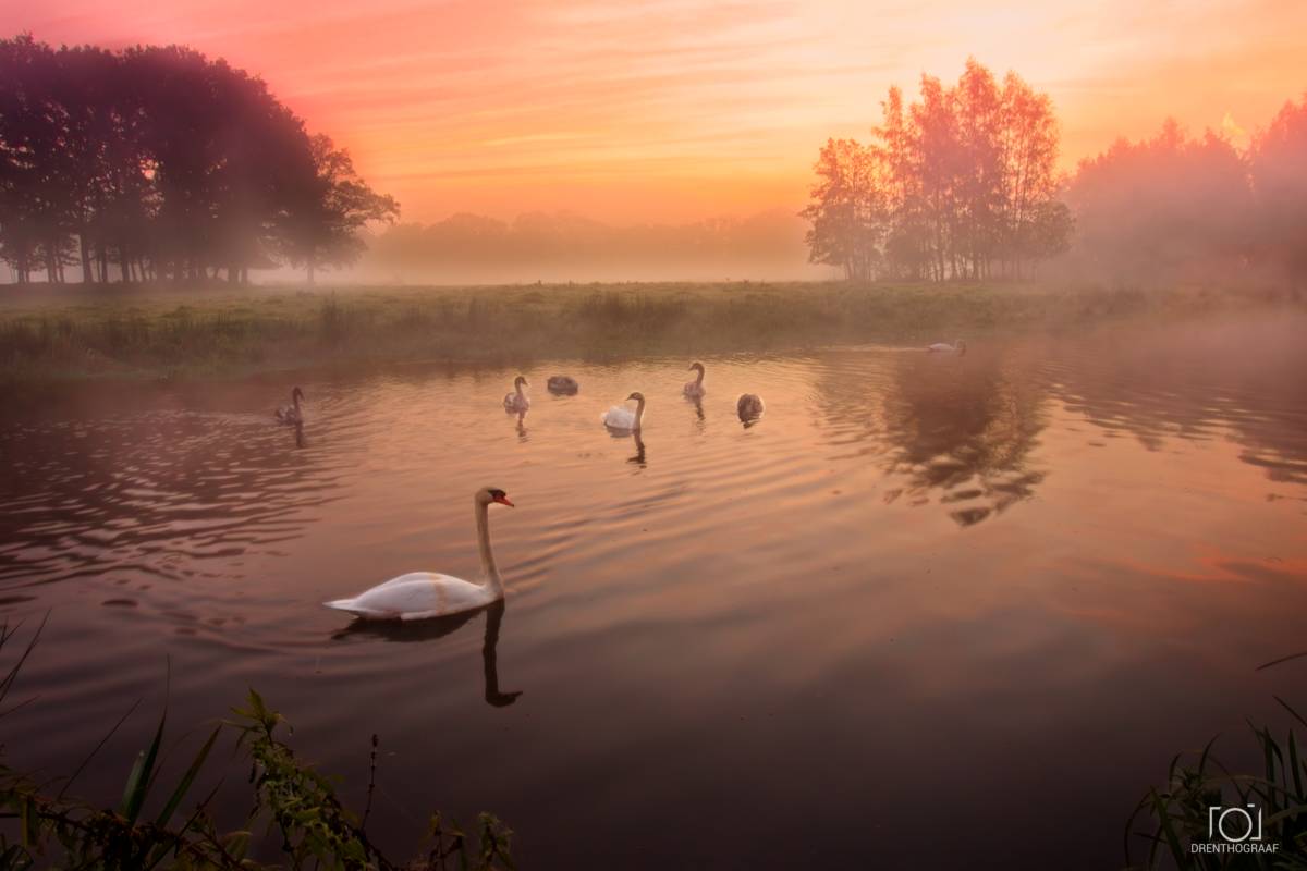 Een mistige zonsopgang boven een kalm meer, met een zwaan en eenden die tussen de weerspiegelingen door glijden, silhouetten van bomen en warm oranje licht dat een serene sfeer creëert.